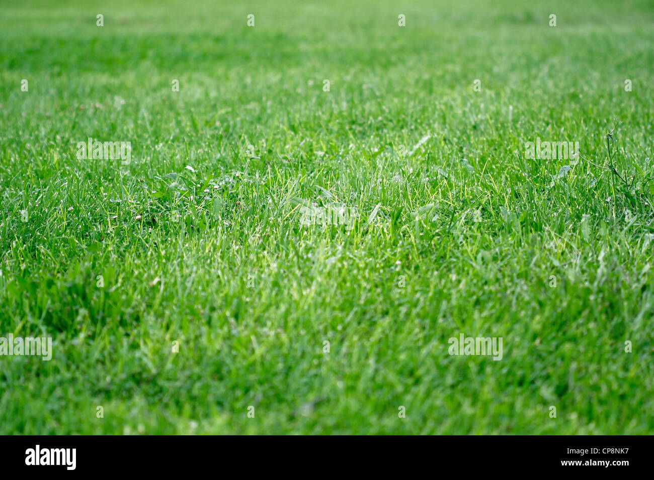 Natural grass hi-res stock photography and images - Alamy