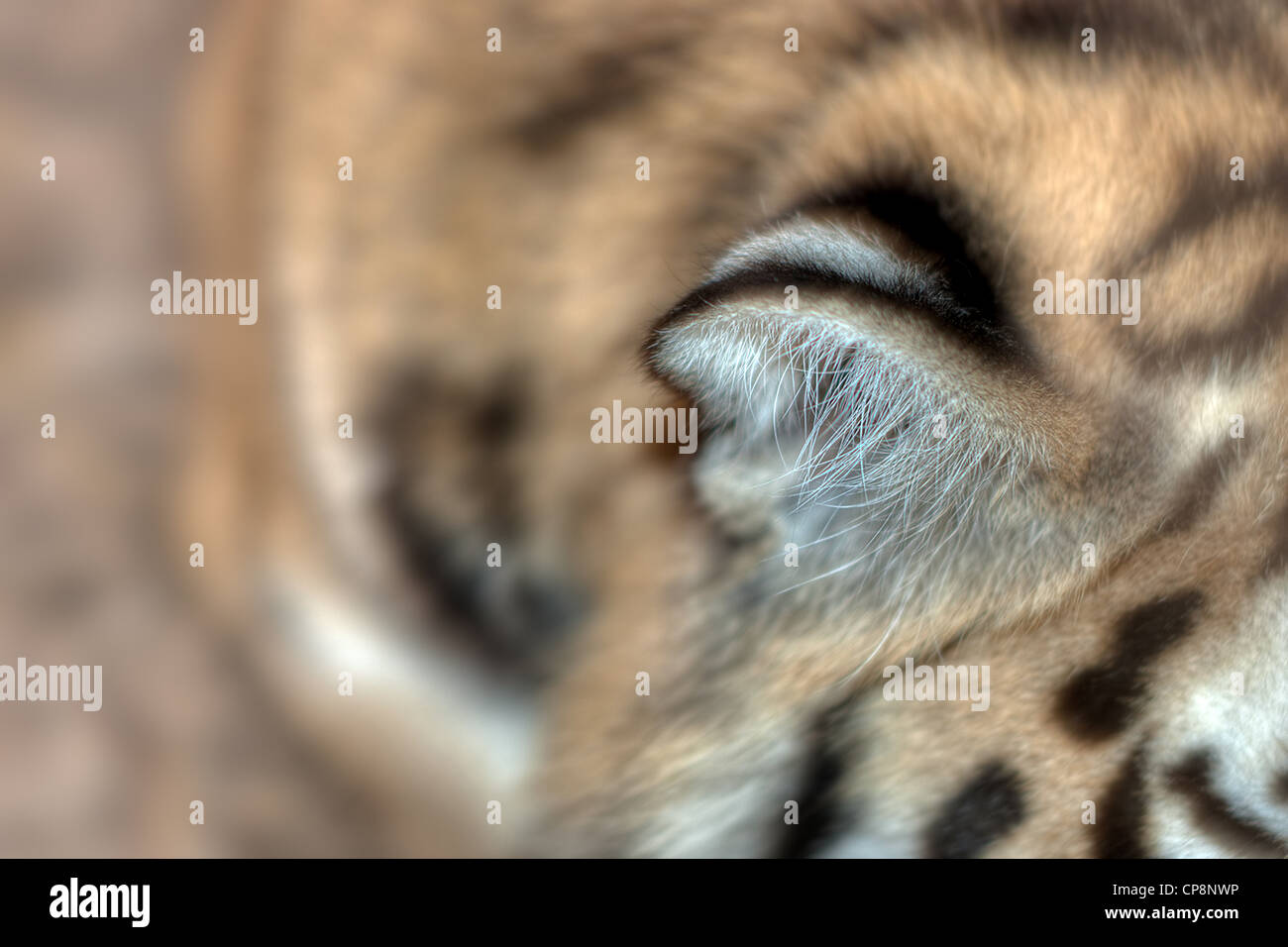 Tiger Ear High Resolution Stock Photography and Images Alamy