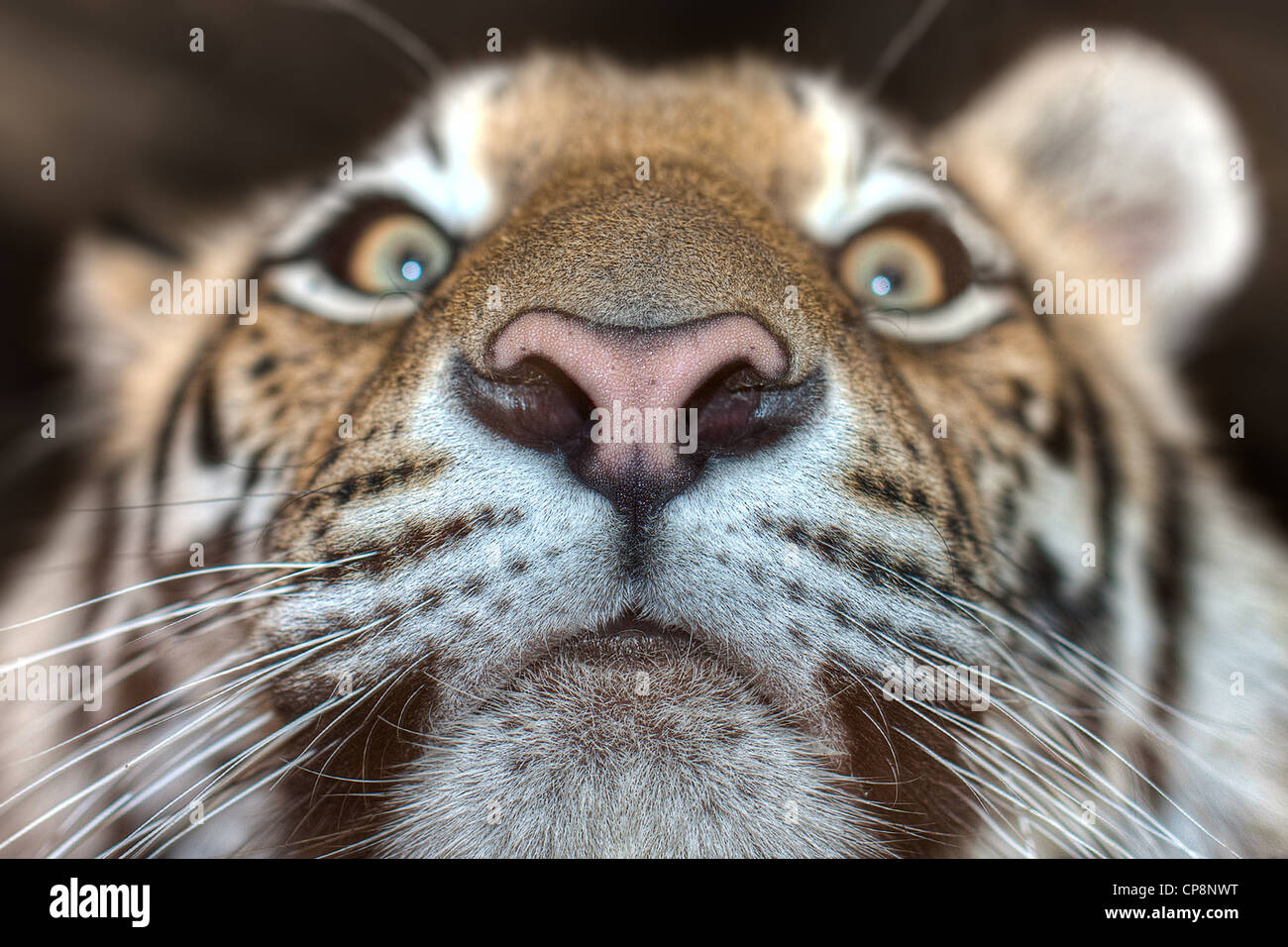 Tiger breath hires stock photography and images Alamy