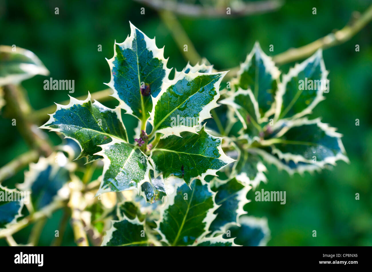 Variegated Holly Tree Hi res Stock Photography And Images Alamy variegated-holly-tree-hi-res-stock-photography-and-images-alamy