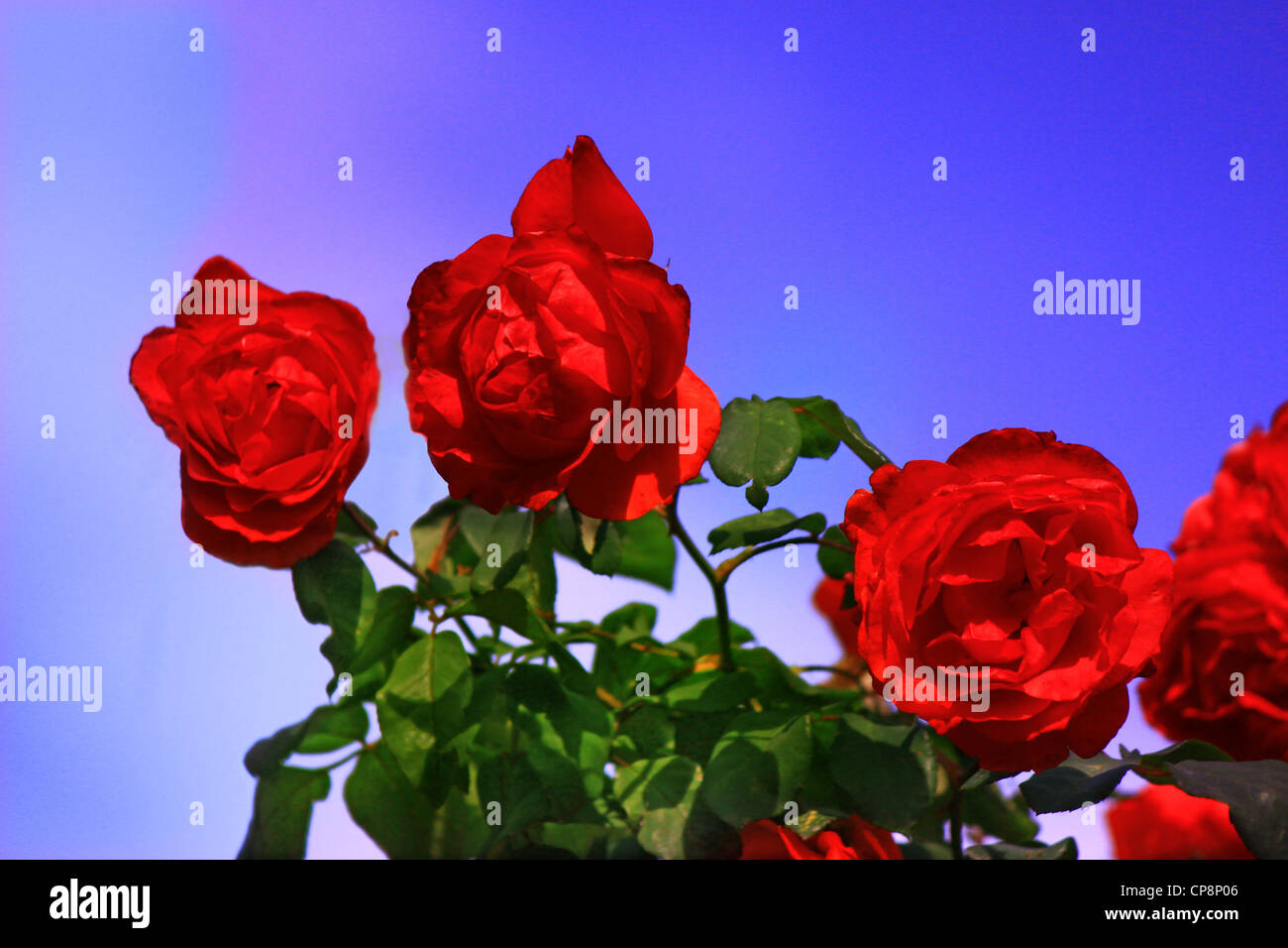 Roses on branch in garden against blurry blue and magenta sky background Stock Photo