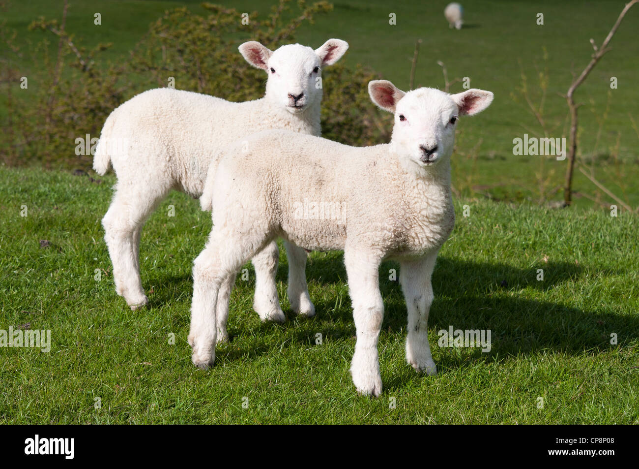 милый ягнёнок. белый ягненок. ягненок. как выглядит ягненок. как выглядит ягненок.