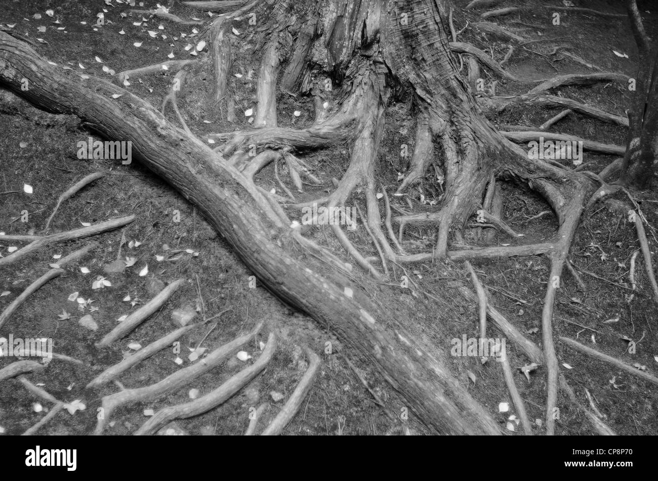 Complex structure of roots of a coniferous tree Stock Photo - Alamy