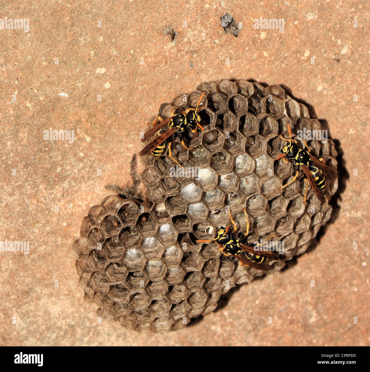 European Paper Wasps (Polistes dominula) females on their nests, Majorca Island, Spain, in Spring. Stock Photo