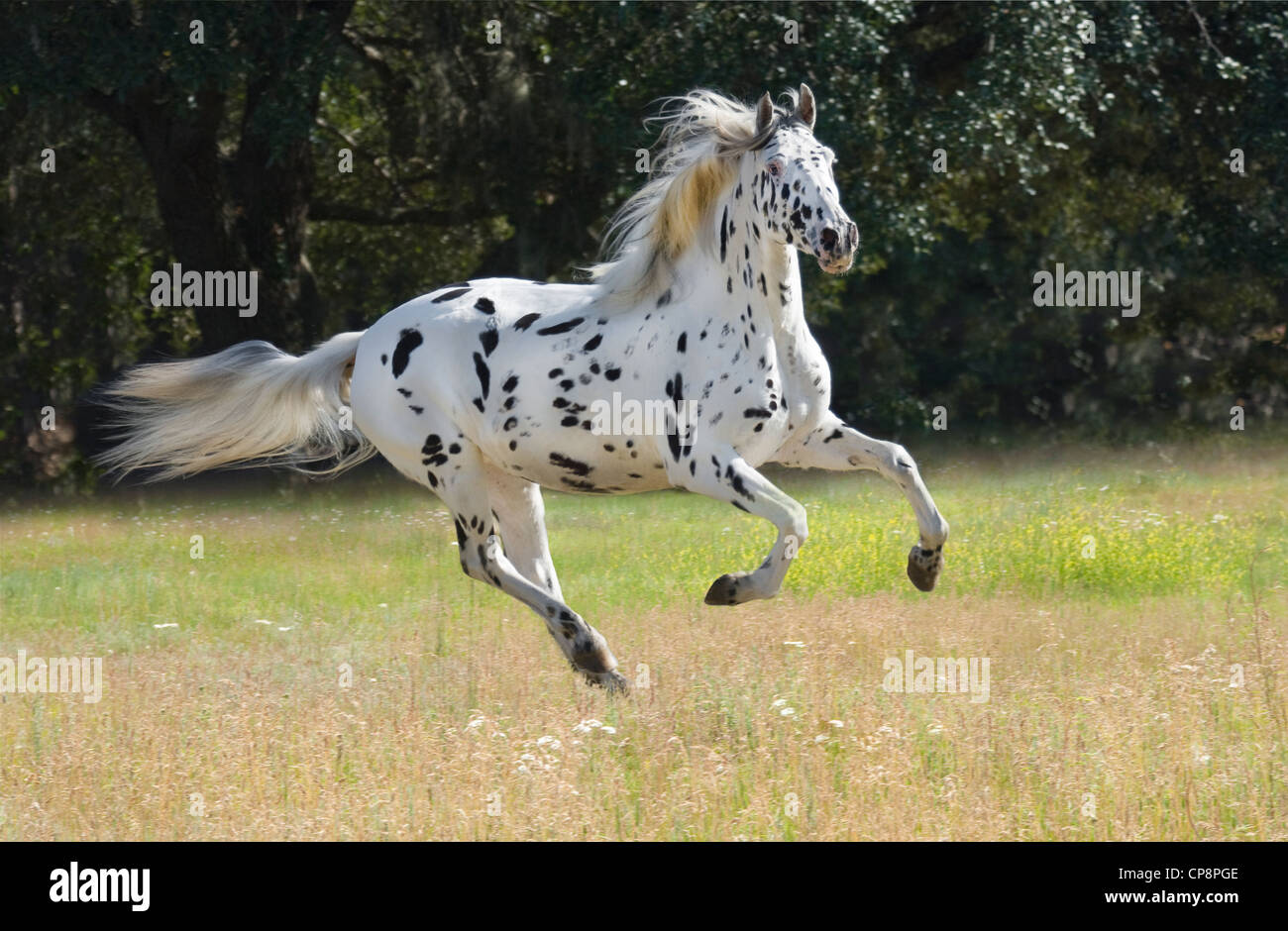 Knabstrupper horse mare. The Knabstrupper is a very rare Dutch breed. Stock Photo