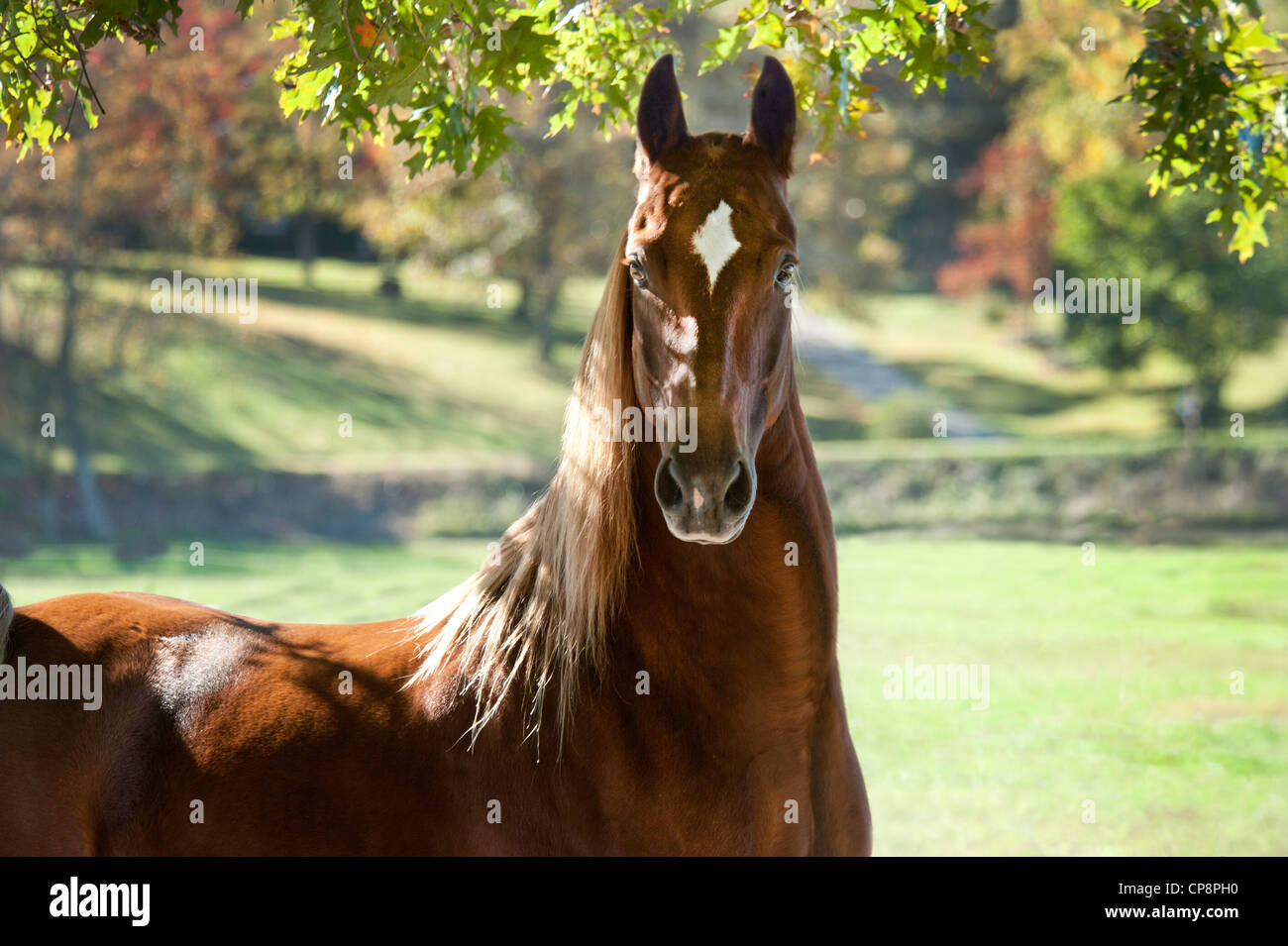 Saddlebred Horse gelding Stock Photo