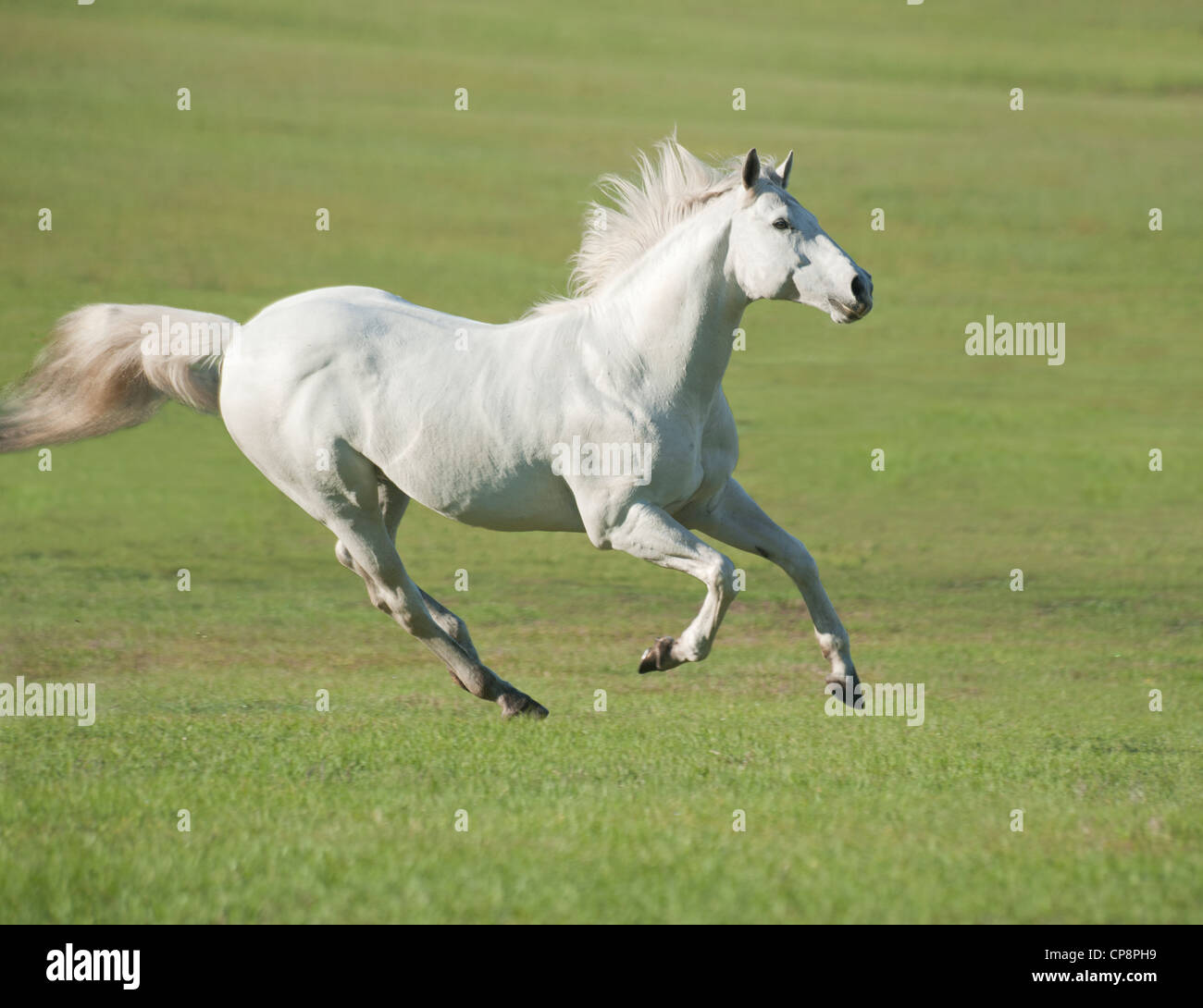 20 year old Thoroughbred horse stallion Stock Photo