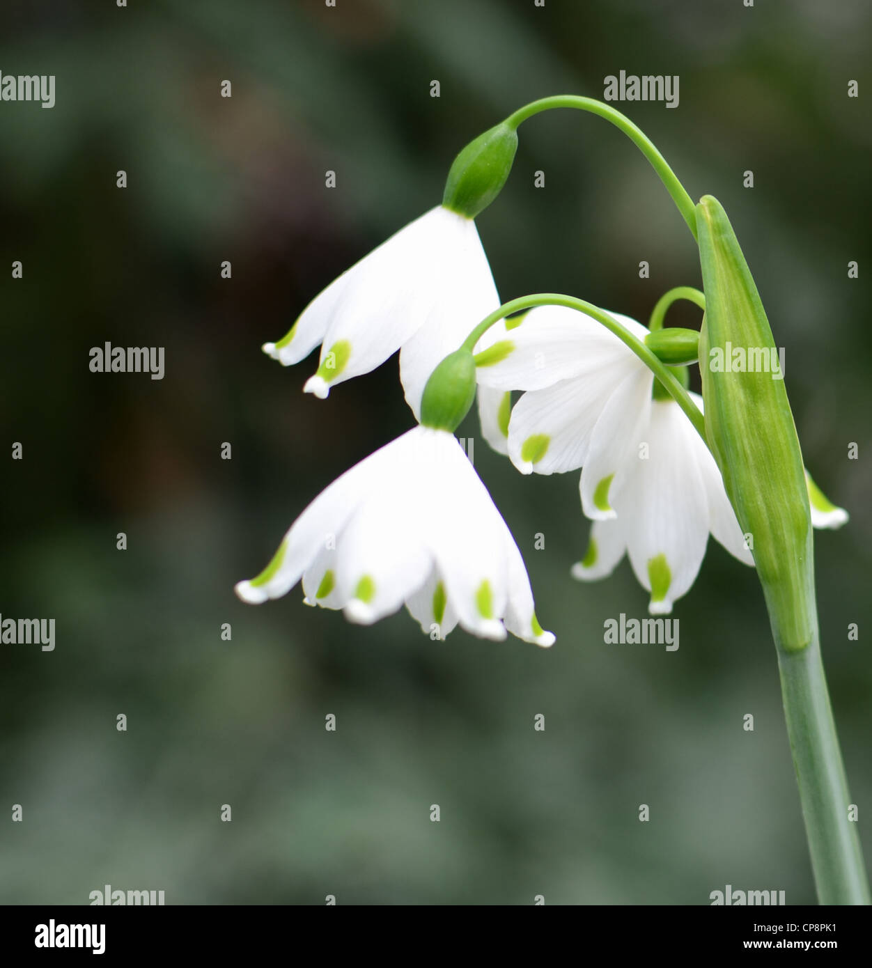 A beautiful Snowflake flower, Leucojum aestivum or Summer Snowflake, or again Loddon Lily, isolated from its natural background. Stock Photo