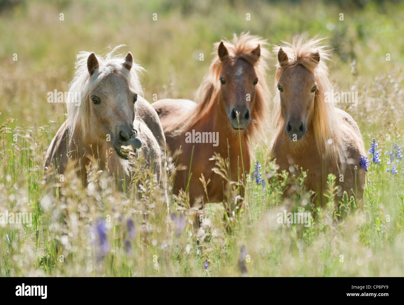 Miniature horse mares in field of tall grasses Stock Photo