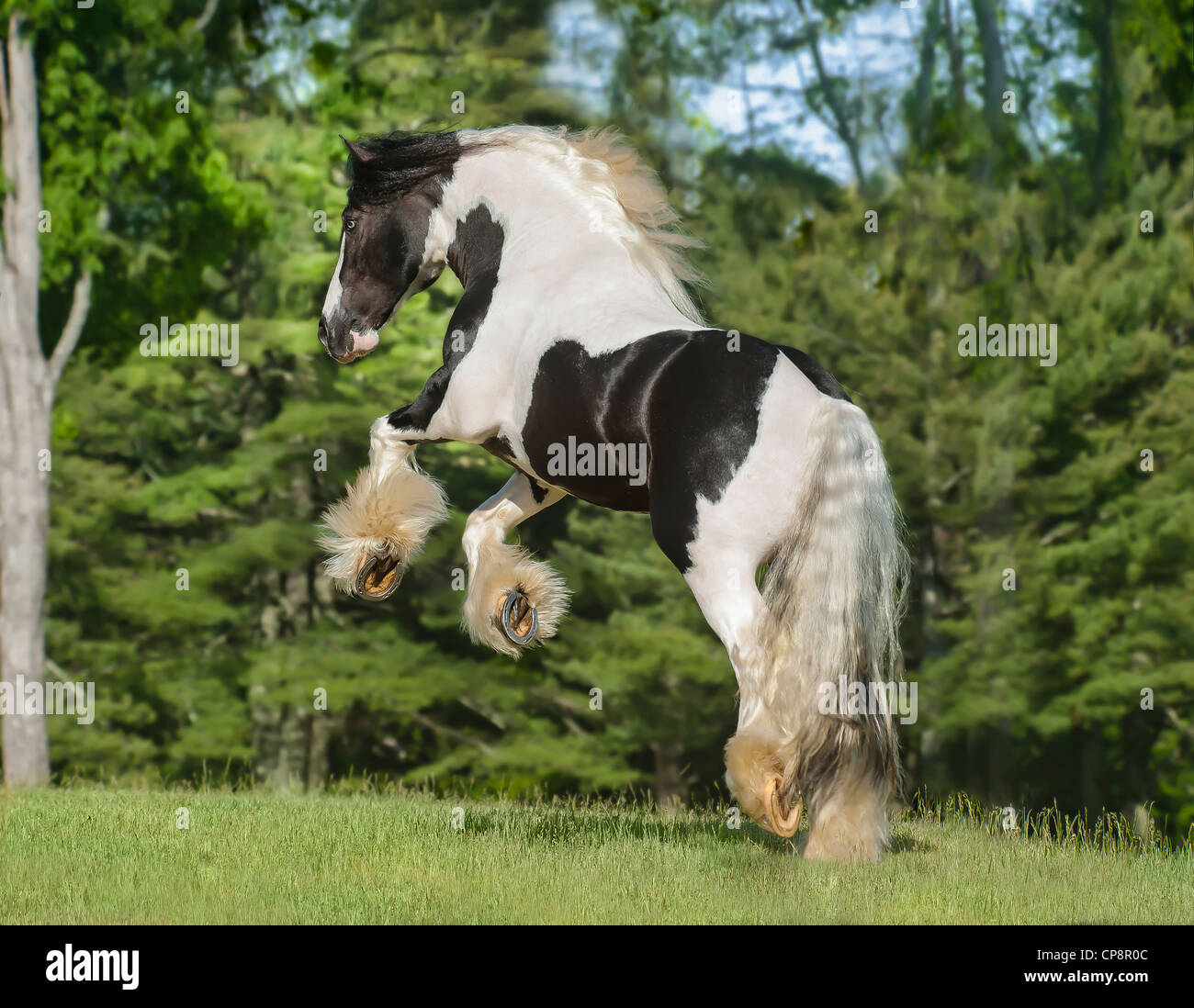 Gypsy Vanner Horse stallion Stock Photo