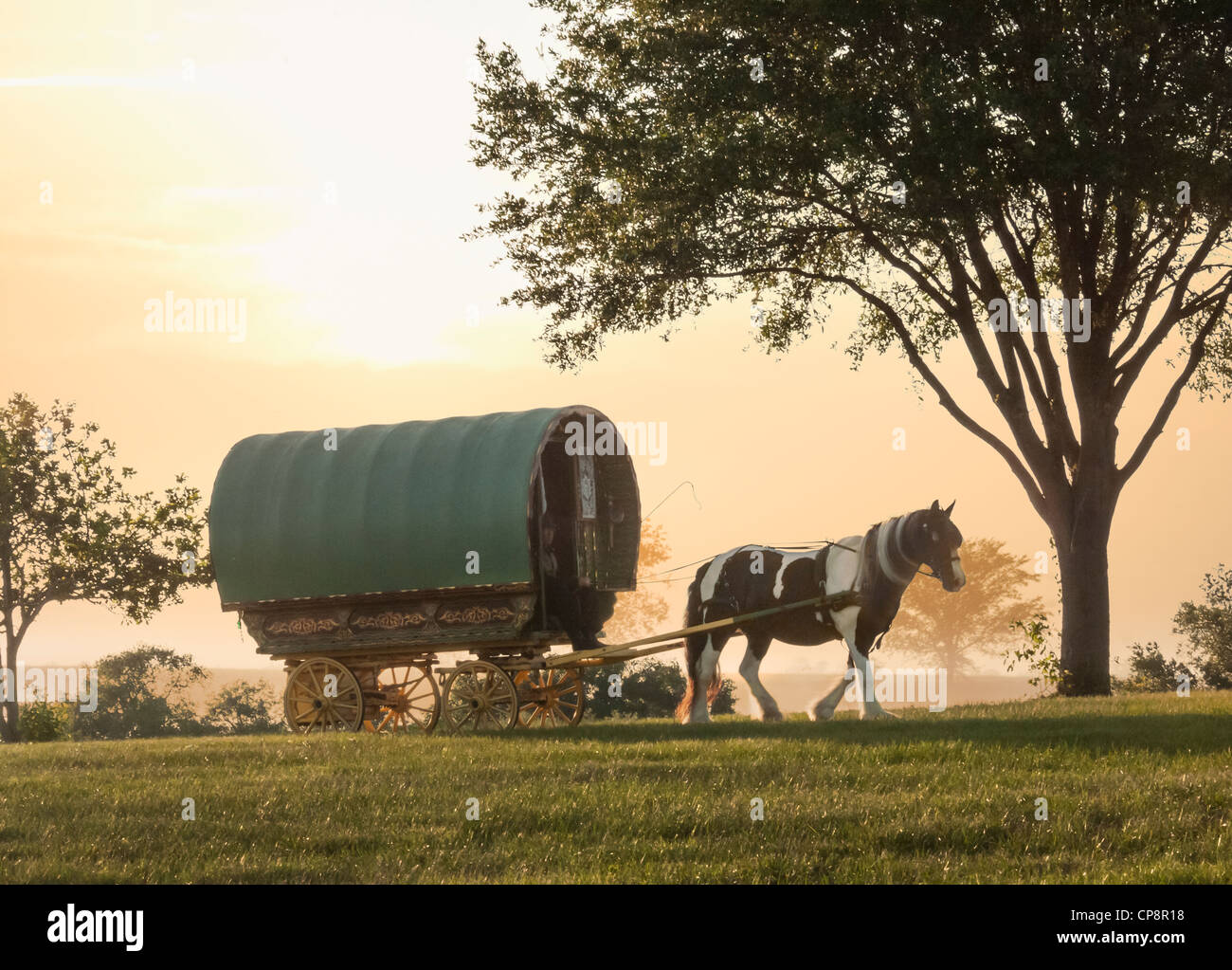 Gypsy Vanner Horse pulling Gypsy caravan or vardo up hillside Stock Photo