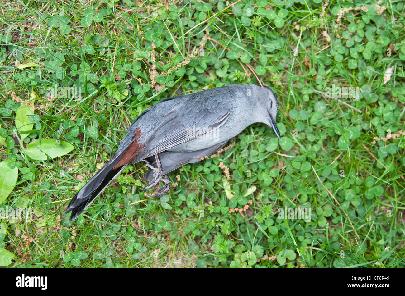 A dead Grey Catbird. The bird has a broken neck after flying into a