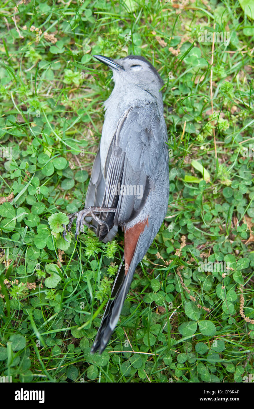 A Dead Grey Catbird The Bird Has A Broken Neck After Flying Into A Window Nj Usa Stock Photo Alamy