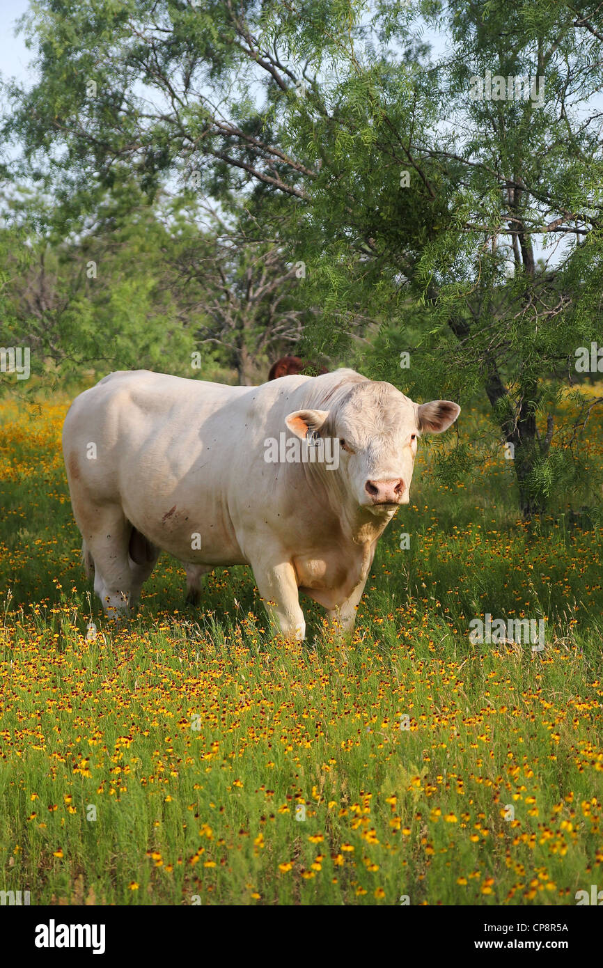 A white bull among flowers, along the Willow City Loop drive, near Fredericksburg, Texas Stock Photo