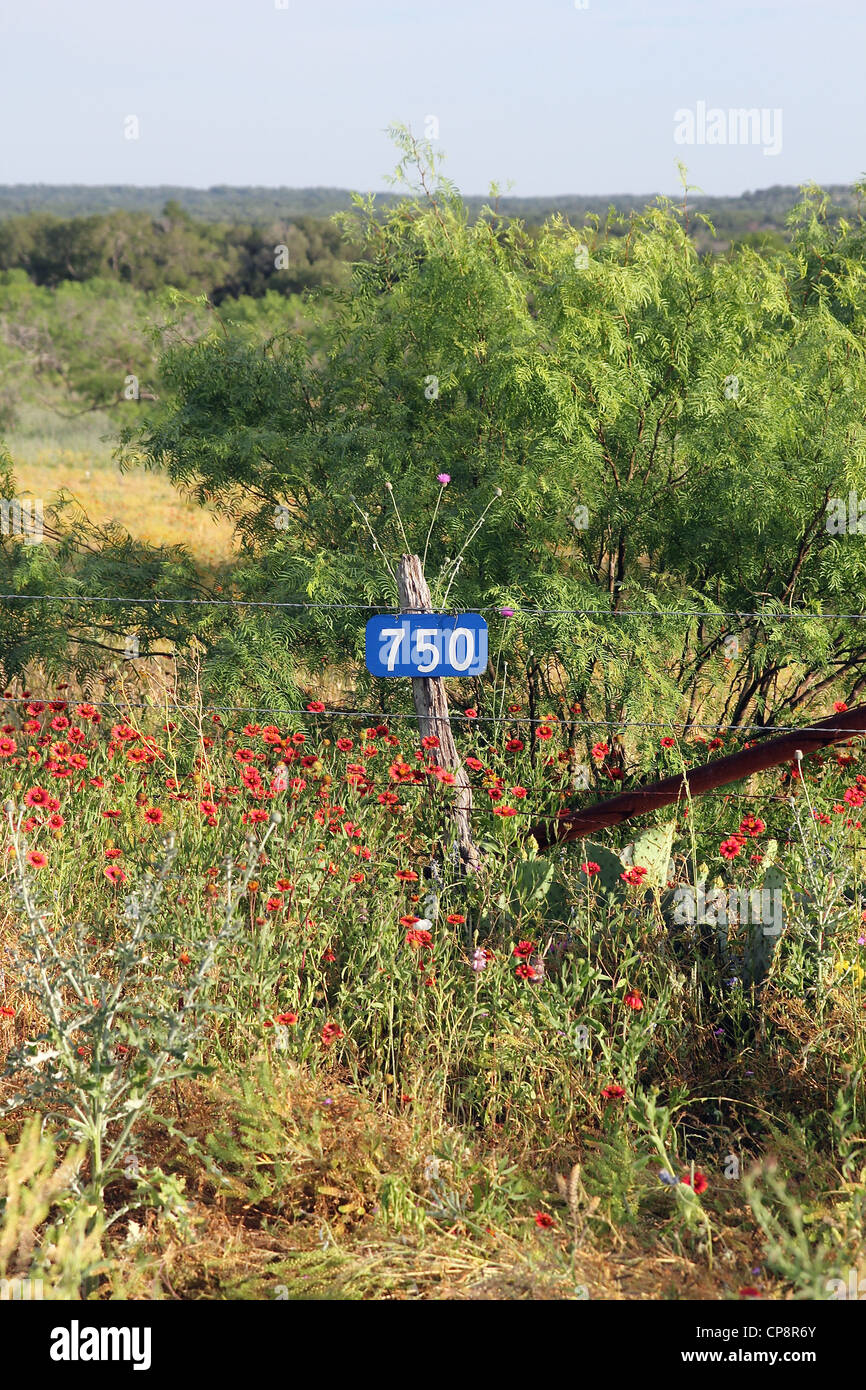 Red flowers grow around a fence enclosing land on a road in the Hill Country of Central Texas. Stock Photo