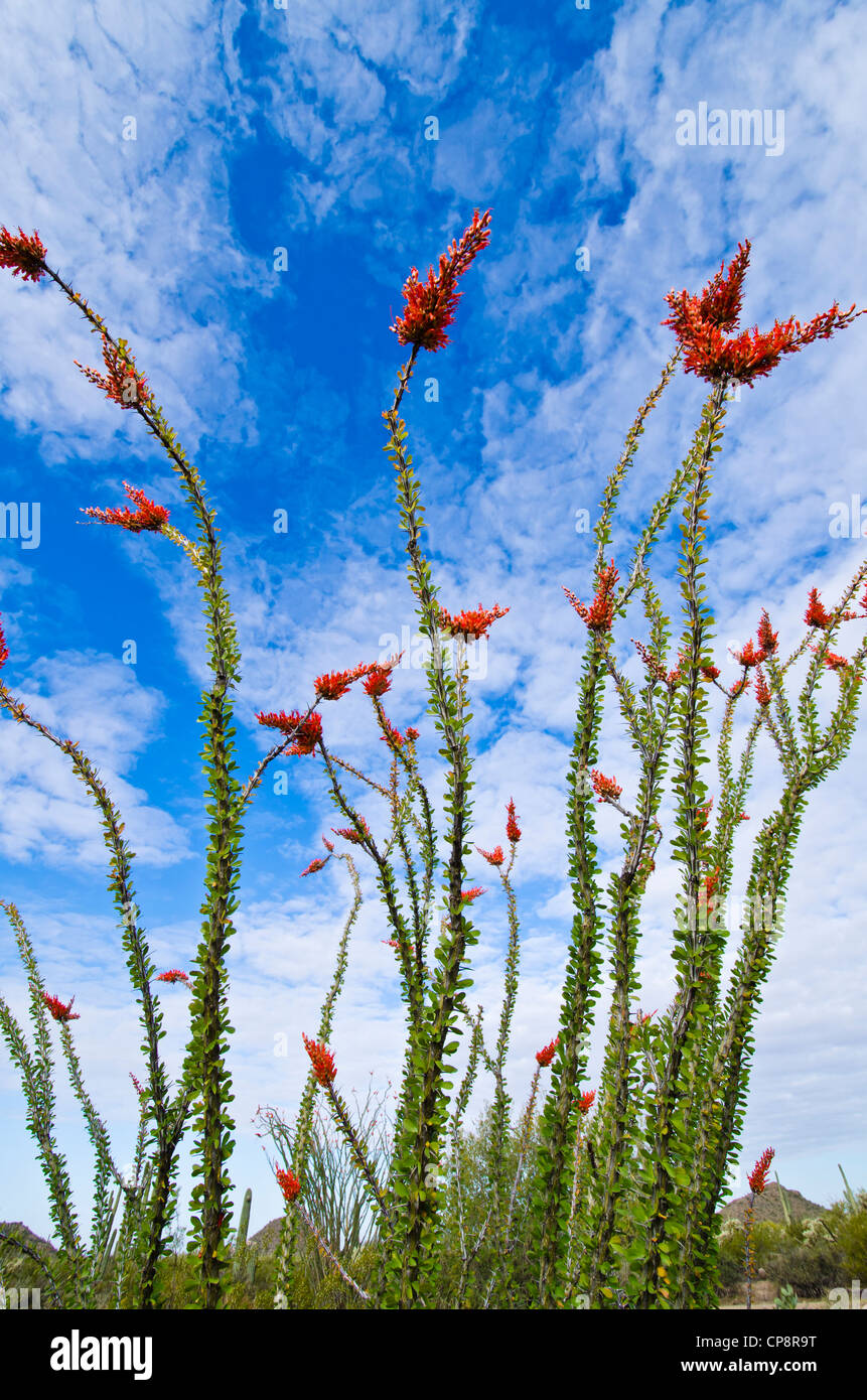 Desert flora in the Sonoran Desert east Mesa, AZ Stock Photo