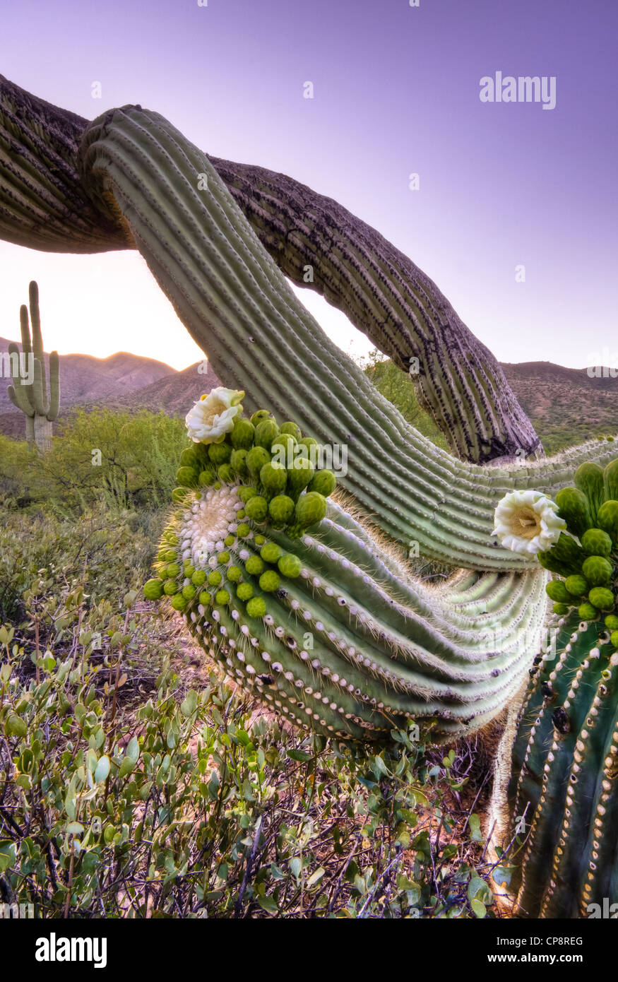 Wonderful huge Saguaro Cactus in the Sonoran Desert of the Southwestern ...