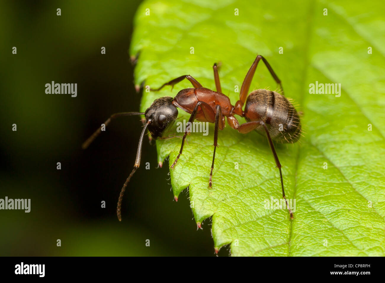 A Ferruginous Carpenter Ant (Camponotus chromaiodes) perches at the edge of a leaf. Stock Photo