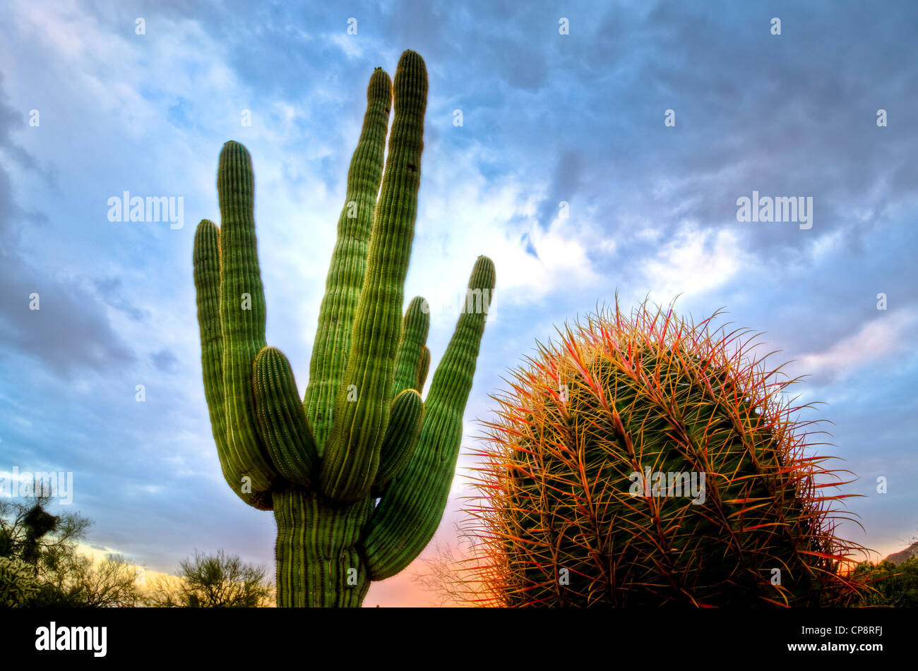 Wonderful huge Saguaro Cactus in the Sonoran Desert of the Southwestern part of America. Stock Photo