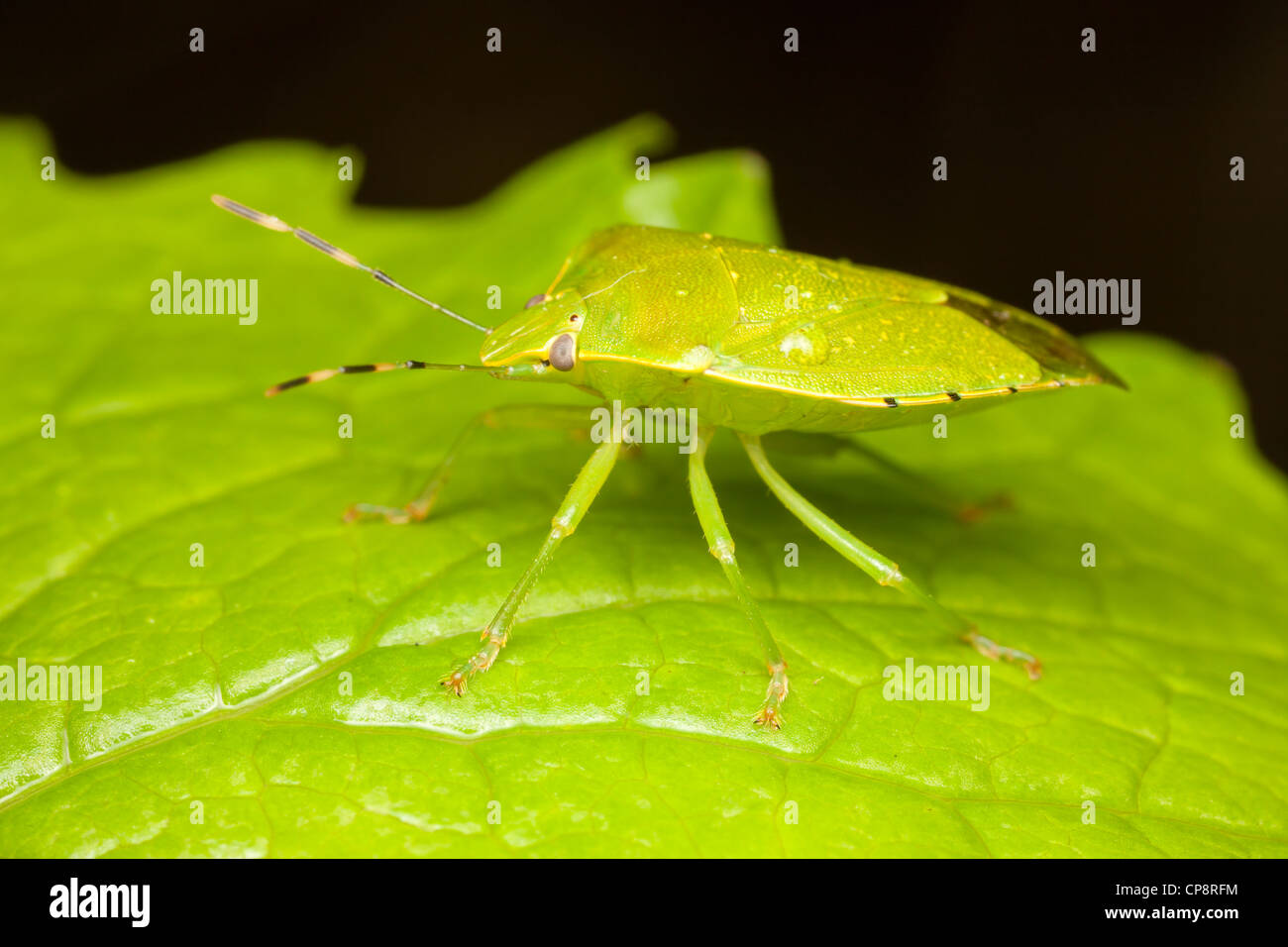 Green Stink Bug (Chinavia hilaris Stock Photo - Alamy