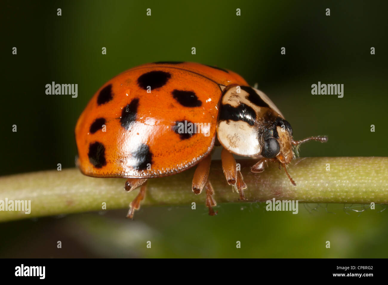 Asian lady beetles hi-res stock photography and images - Alamy