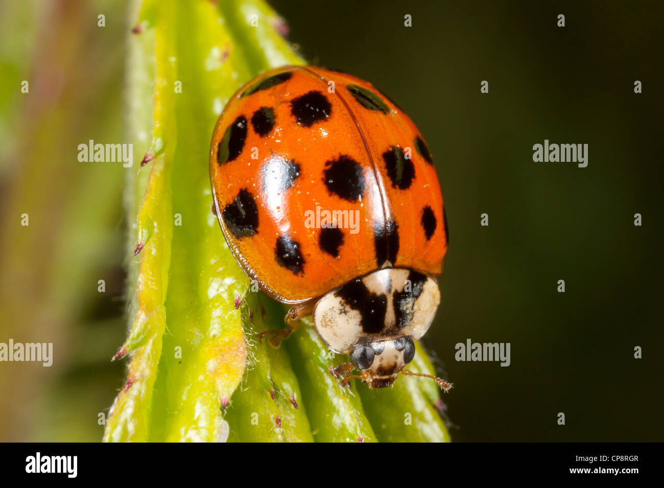 Multicolored asian lady beetle hires stock photography and images Alamy