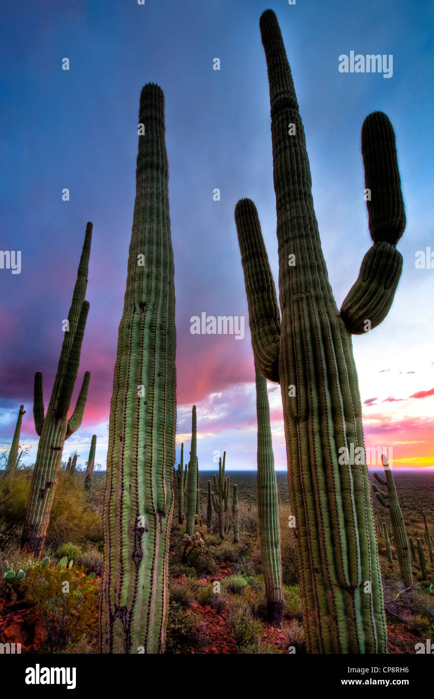 Wonderful huge Saguaro Cactus in the Sonoran Desert of the Southwestern ...