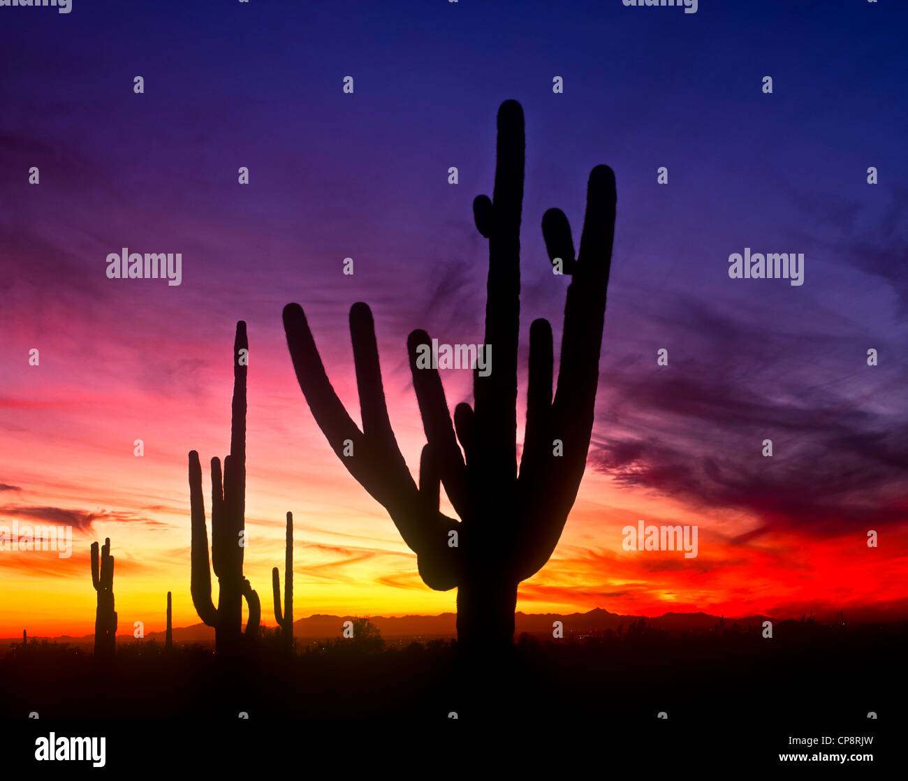 Wonderful huge Saguaro Cactus in the Sonoran Desert of the Southwestern ...