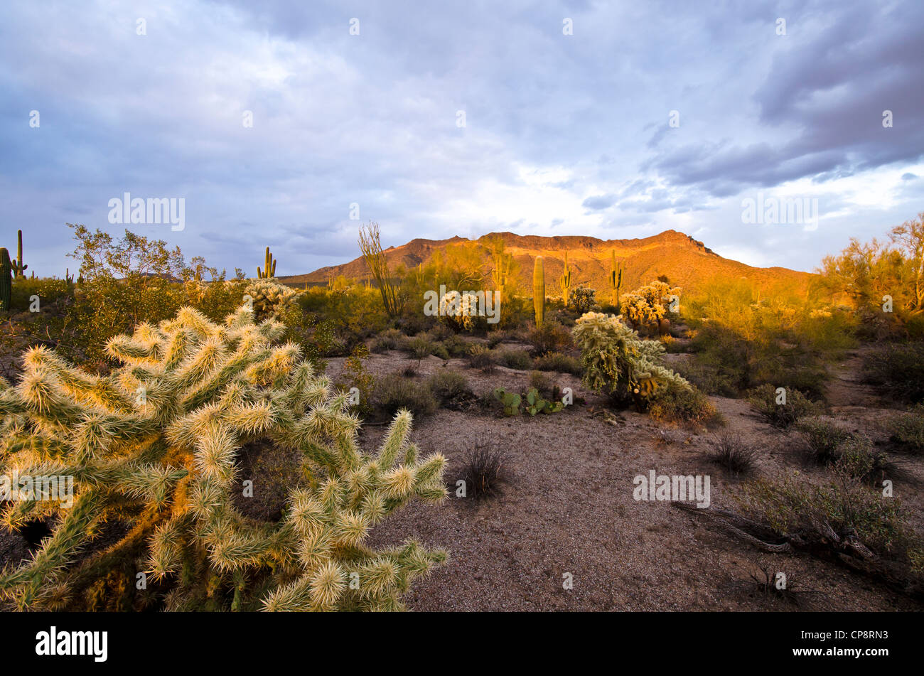 A beautiful sunset in the Sonoran Desert in East Mesa, AZ Stock Photo