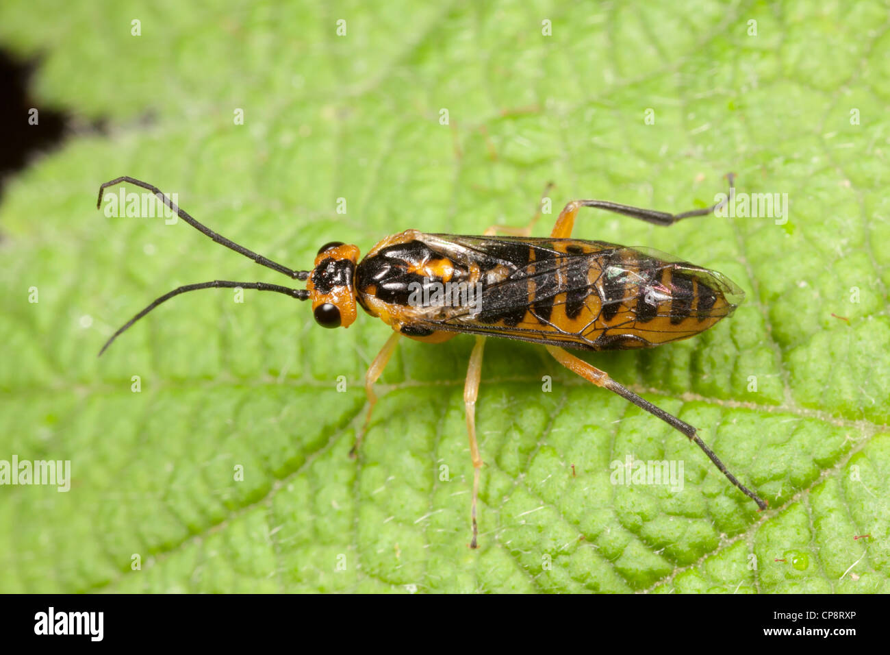 Locust Sawfly (Nematus tibialis) Stock Photo