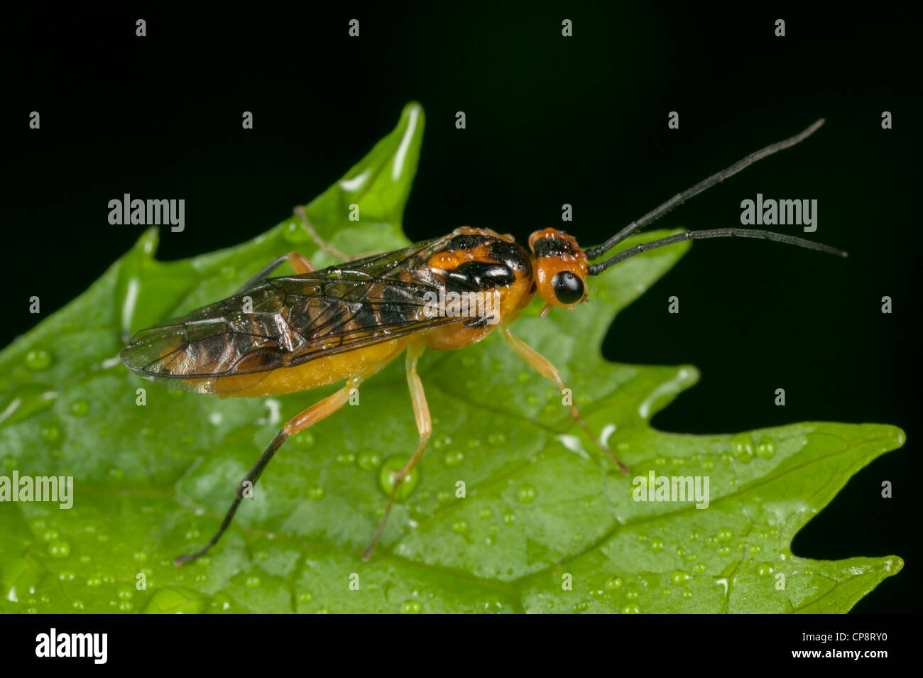 Locust Sawfly (Nematus tibialis) Stock Photo