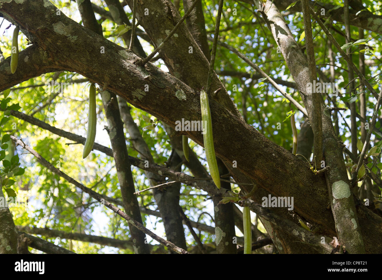 Candle tree (Parmentiera cereifera Stock Photo Alamy
