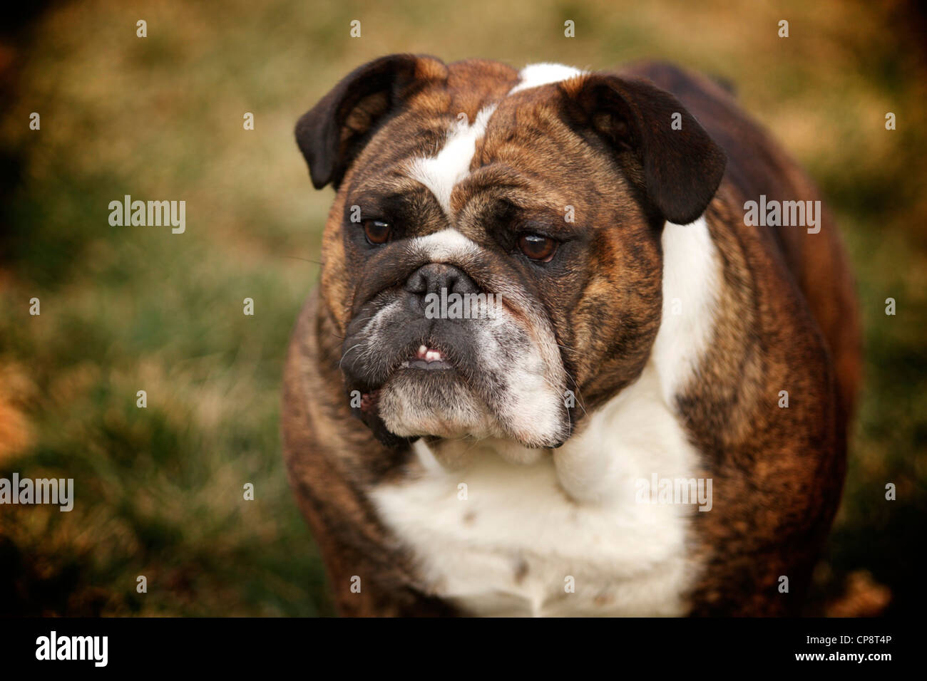 English Bulldog outside in the grass Stock Photo