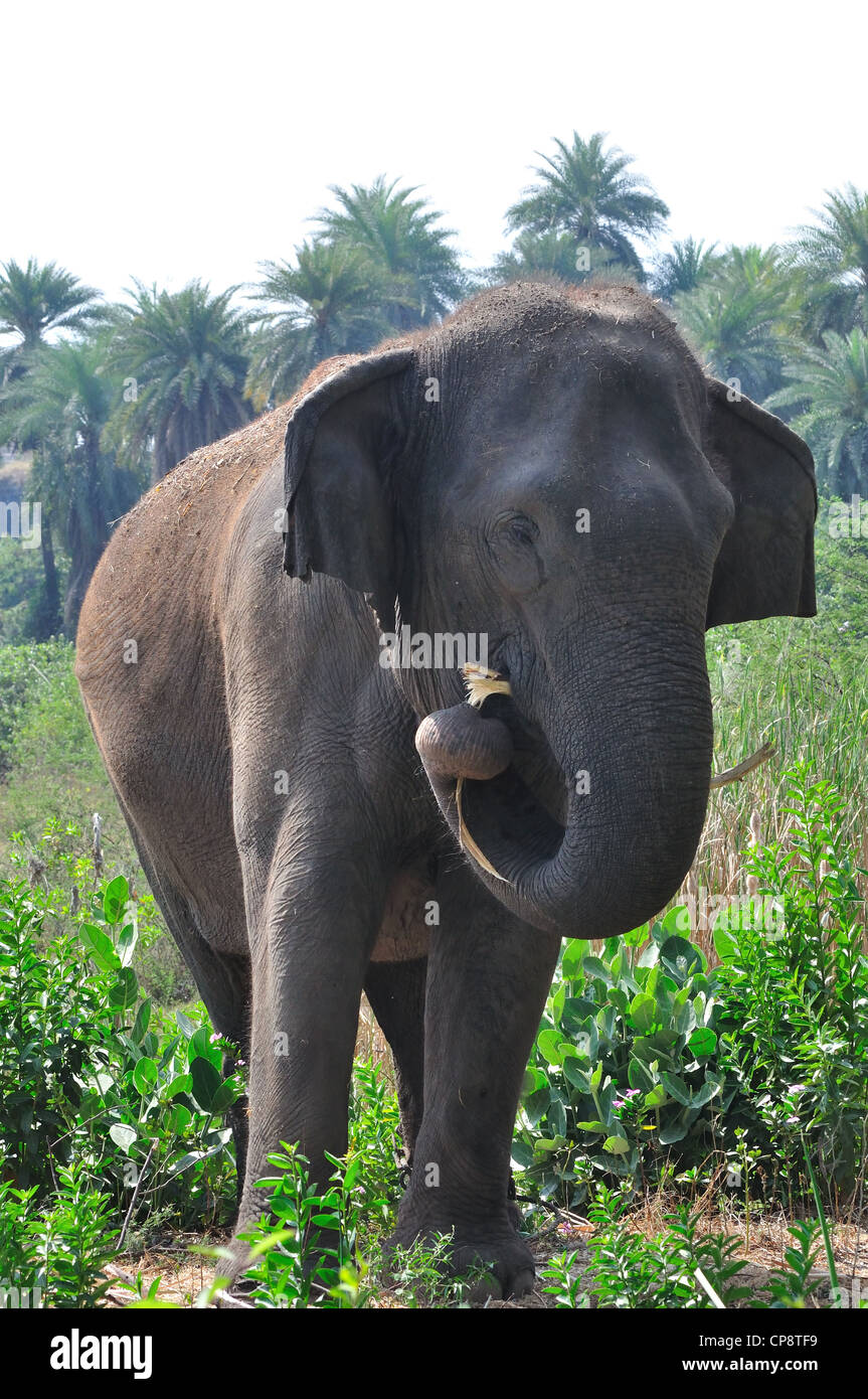 Indian Elephant Stock Photo