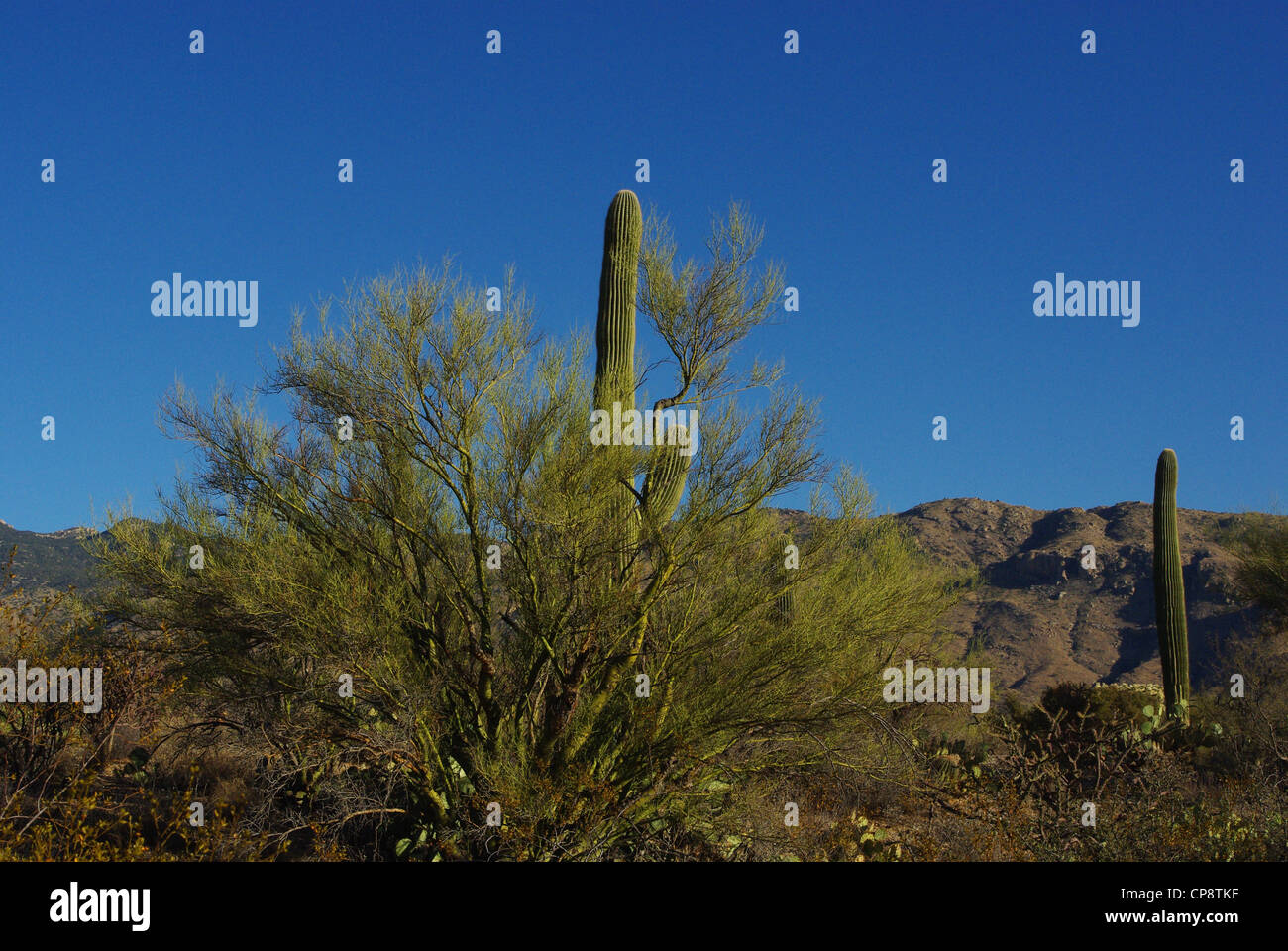 Green desert plants and saguaros with mountains and blue sky, Arizona Stock Photo