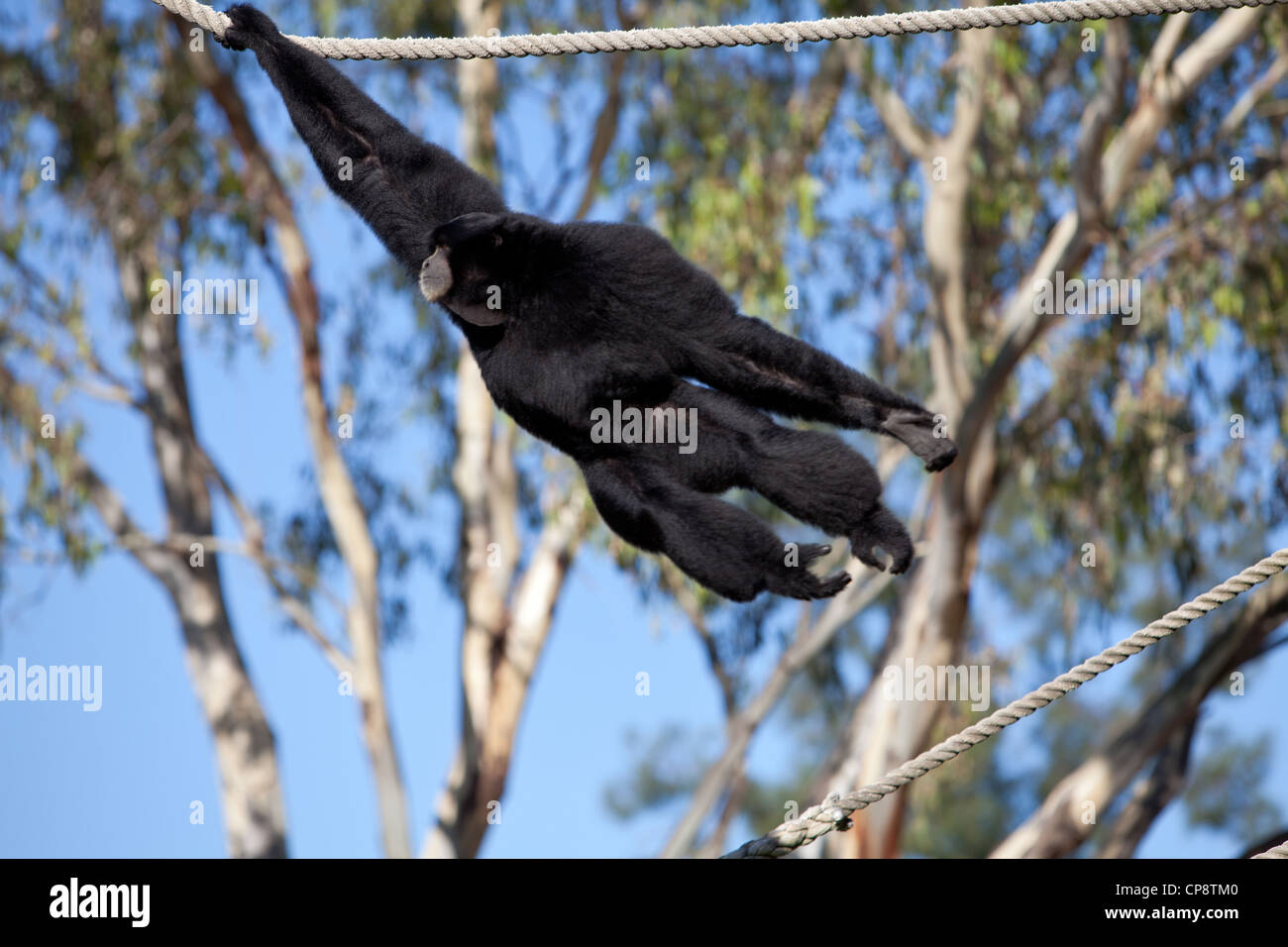 Western Plains Zoo, Dubbo, NSW, Australia Stock Photo Alamy