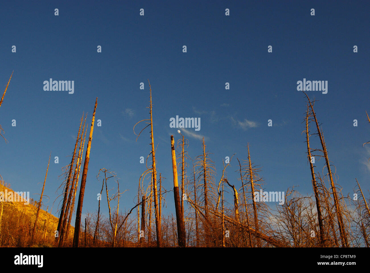 Dry forest and moon in the evening near Sherman Pass, California Stock Photo