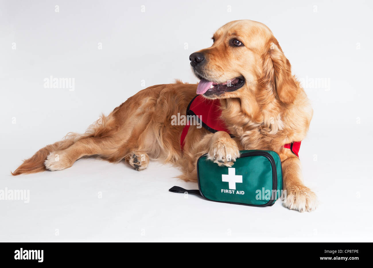 Assistance dog hires stock photography and images Alamy