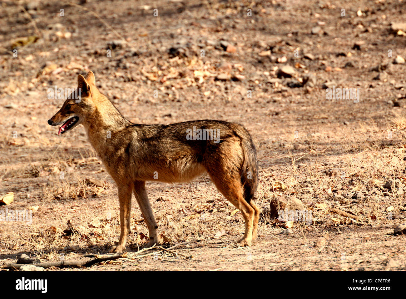 Indian fox hi-res stock photography and images - Alamy