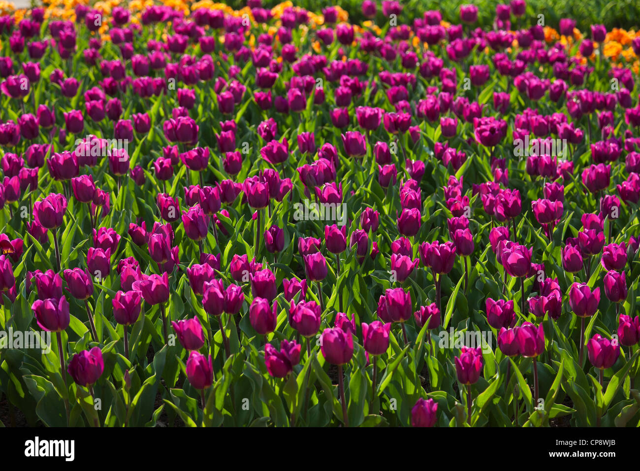 Purple tulip flower image hi-res stock photography and images - Alamy