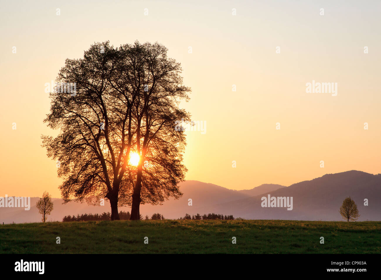 Germany, Bavaria, View of broad leaved tree at sunrise Stock Photo