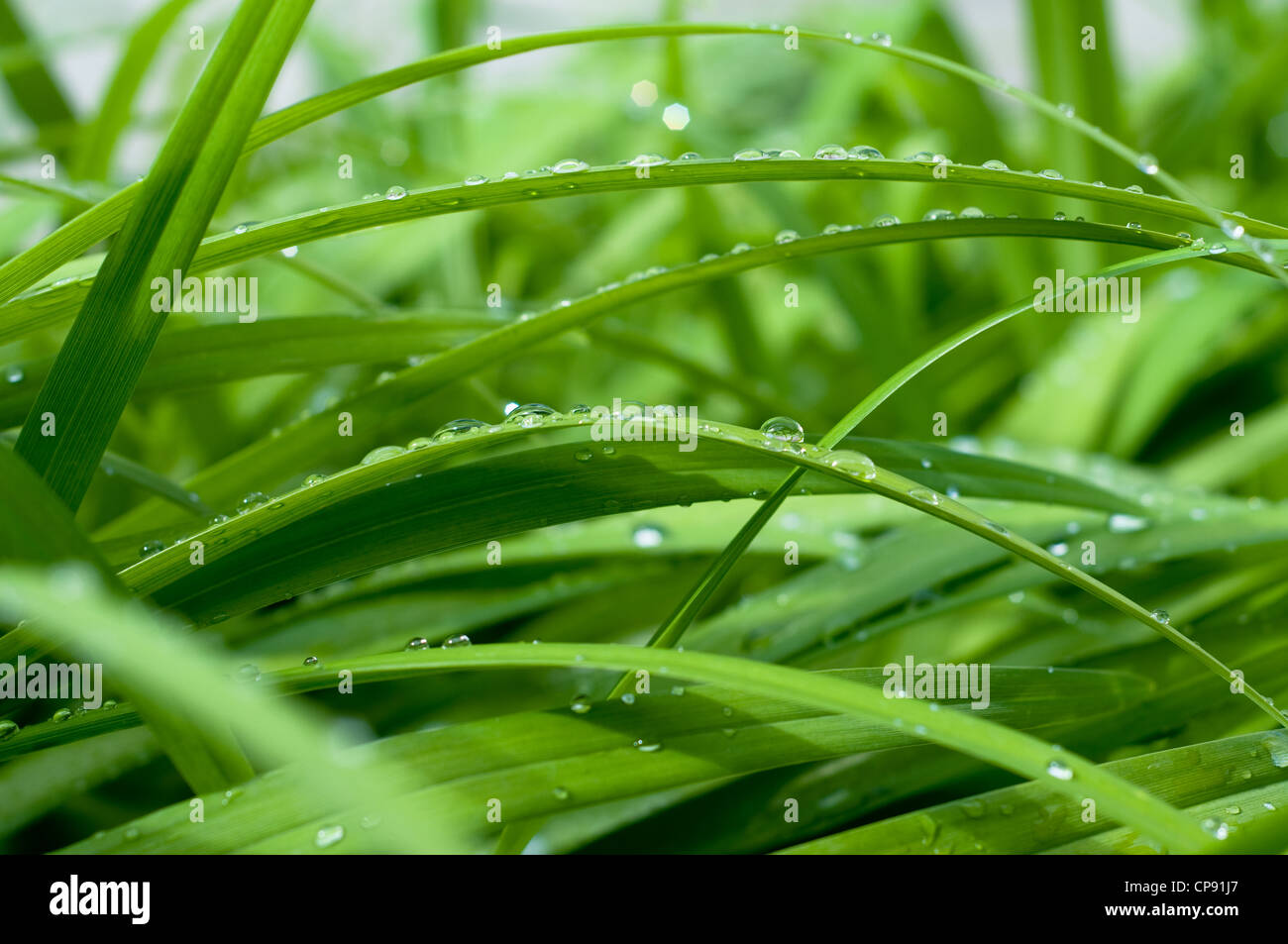 waterdrops on green grass Stock Photo