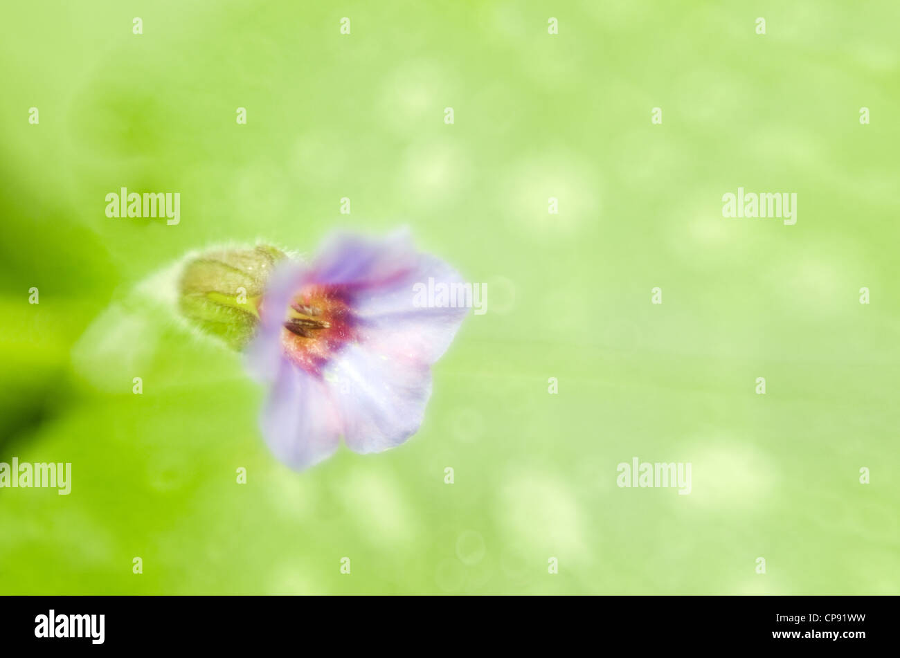 Pulmonaria flower, or lungwort: close up blurred view Stock Photo