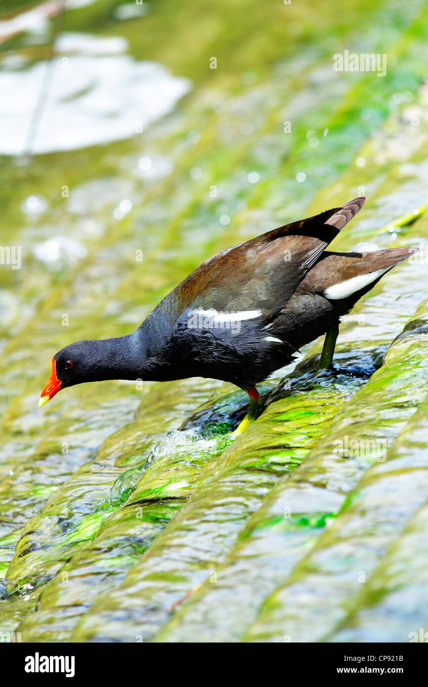 Scenes of birds in their natural environment Stock Photo Alamy