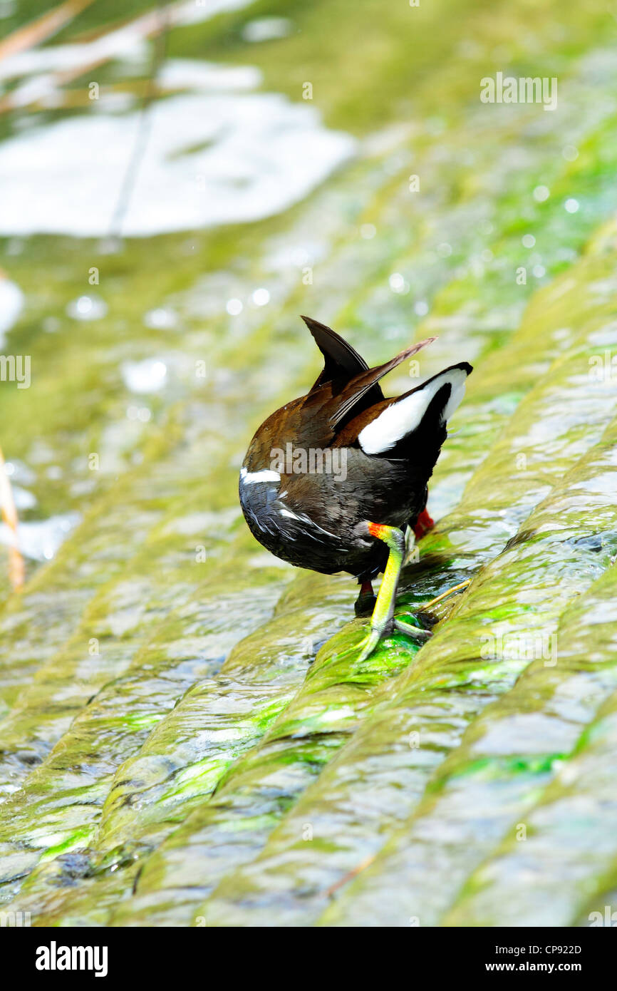 Scenes of birds in their natural environment Stock Photo
