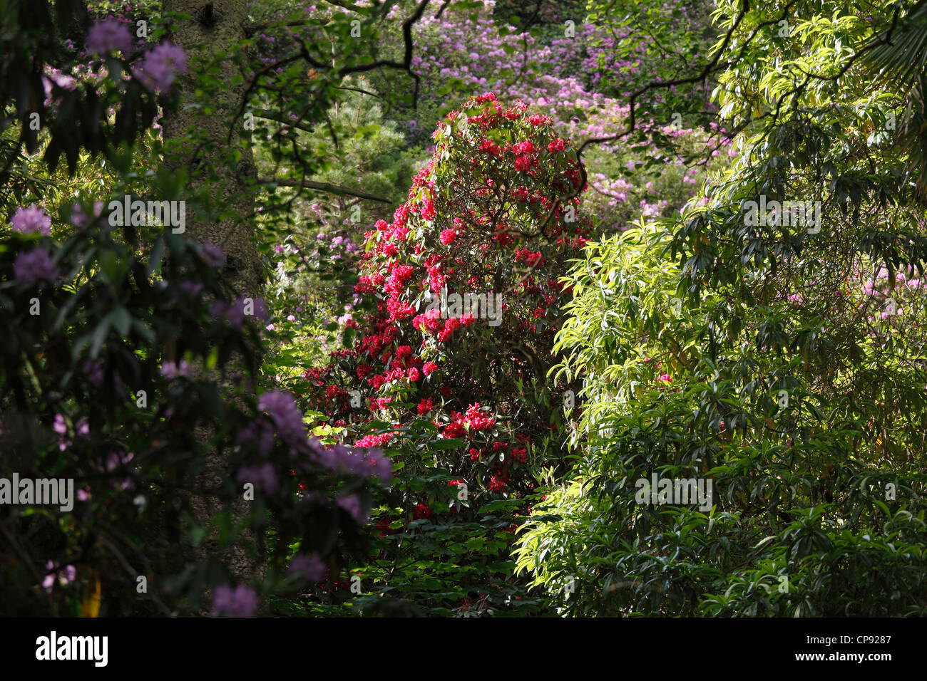 Ireland, Leinster, County Fingal, View of rhododendron gardens Stock Photo
