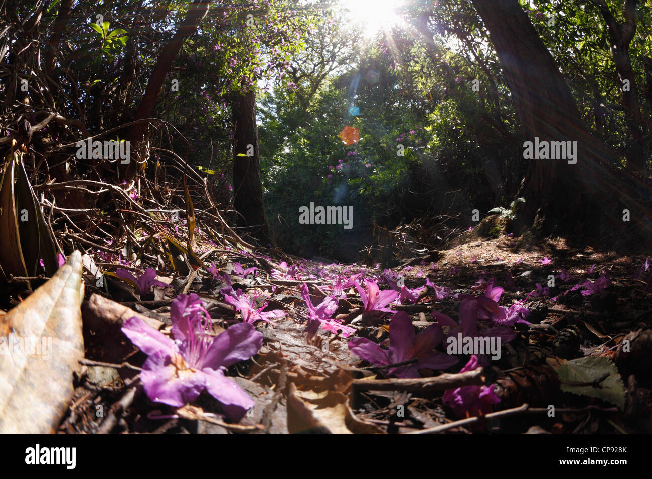 Ireland, Leinster, County Fingal, View of rhododendron gardens Stock Photo