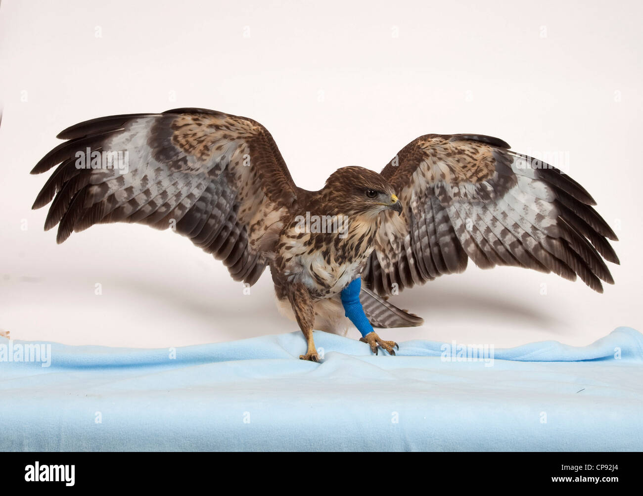 Ongedaan maken Junior Bitterheid Eurasian Sparrowhawk with broken leg Stock Photo - Alamy