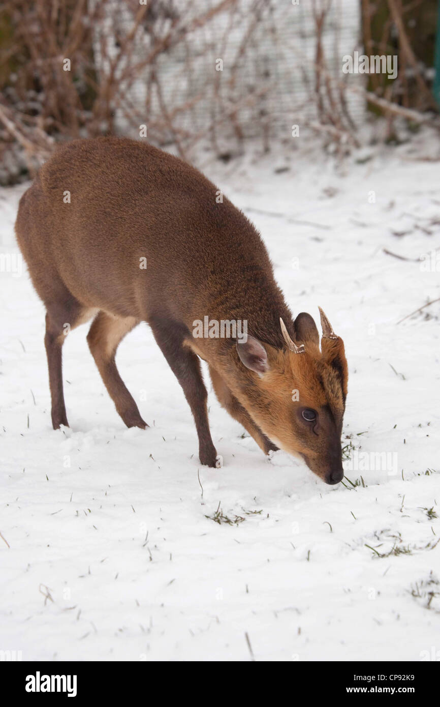 Male Muntjac deer in snow Stock Photo