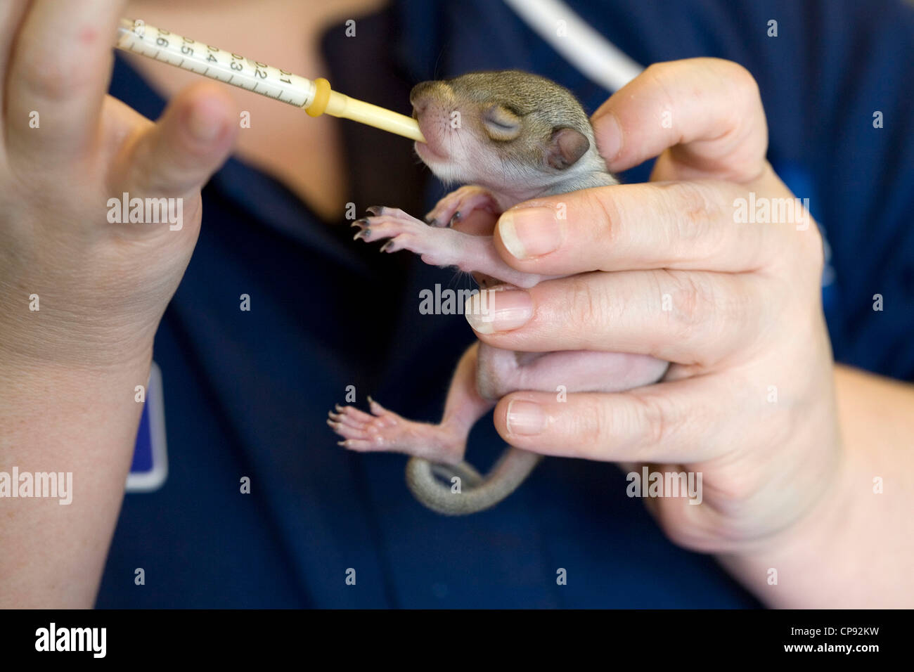 Grey Squirrel, Juvenile, Orphan, Hand feeding Stock Photo